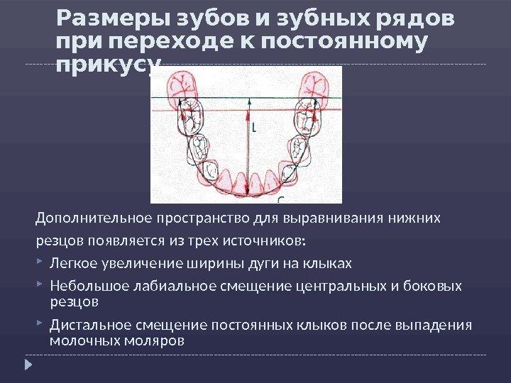    Размеры зубов и зубных рядов   при переходе к постоянному