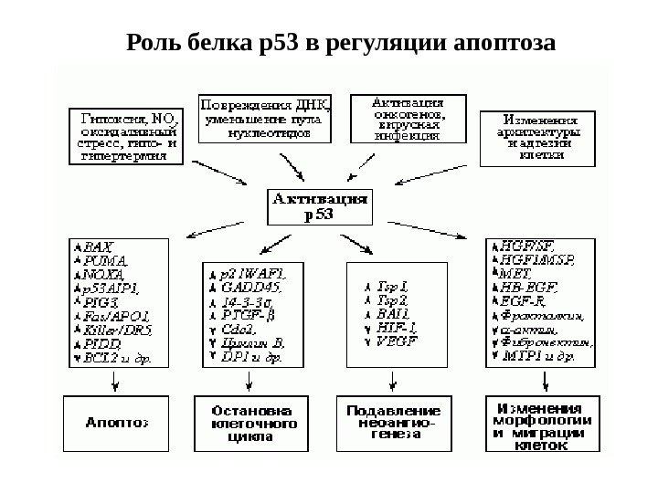   Роль белка р53 в регуляции апоптоза 