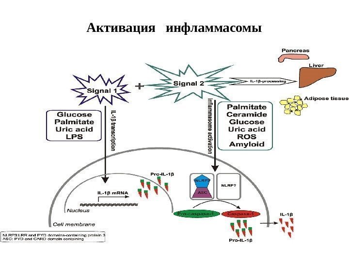 Активация  инфламмасомы 