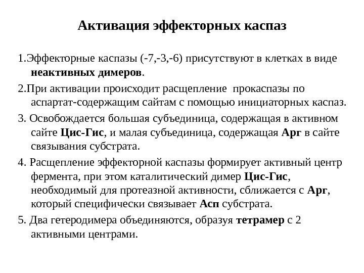 Активация эффекторных каспаз 1. Эффекторные каспазы (-7, -3, -6) присутствуют в клетках в виде