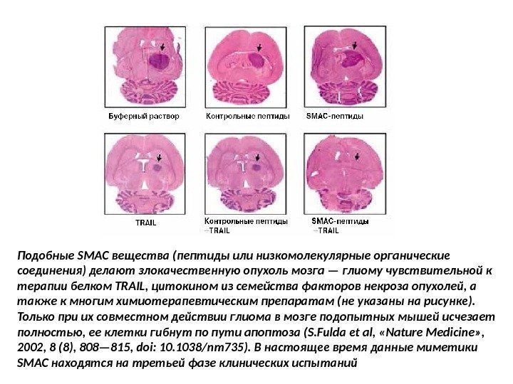 Подобные SMAC вещества (пептиды или низкомолекулярные органические соединения) делают злокачественную опухоль мозга — глиому