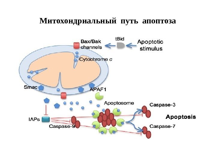 Митохондриальный путь апоптоза 