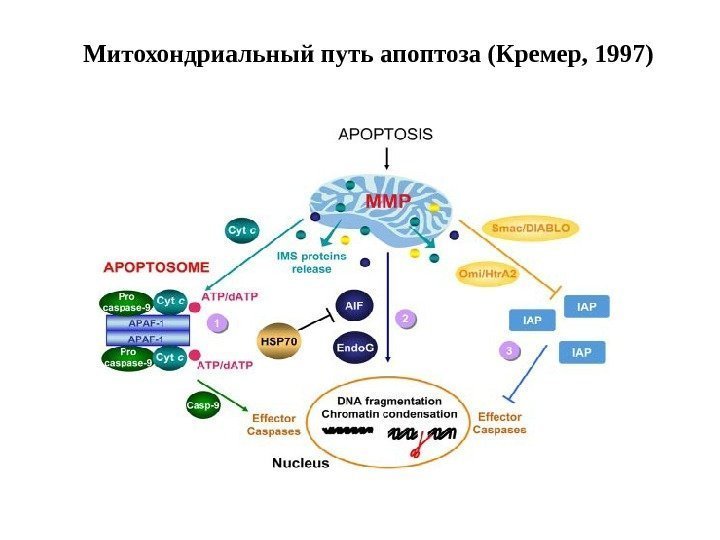 Митохондриальный путь апоптоза (Кремер, 1997) 