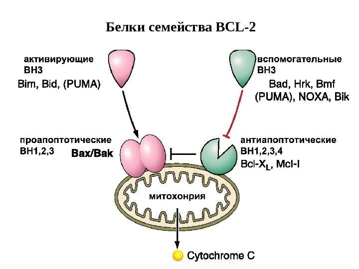 Белки семейства BCL-2 