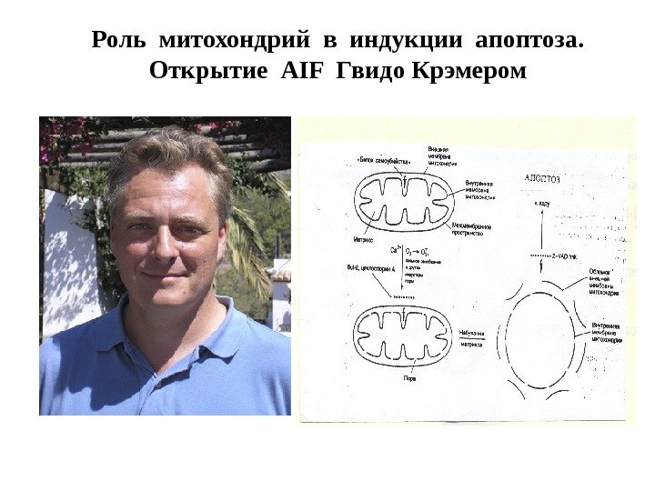 Роль  митохондрий  в индукции апоптоза.  Открытие AIF Гвидо Крэмером 