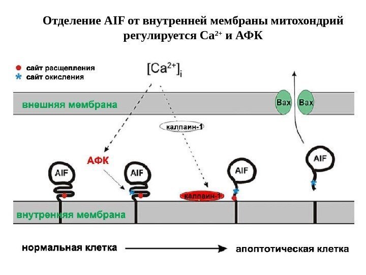 Отделение AIF от внутренней мембраны митохондрий регулируется Ca 2+ и АФК 
