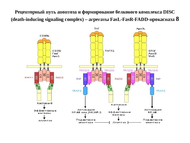 Рецепторный путь апоптоза и формирование белкового комплекса DISC (death-inducing signaling complex) – агрегаты Fas.