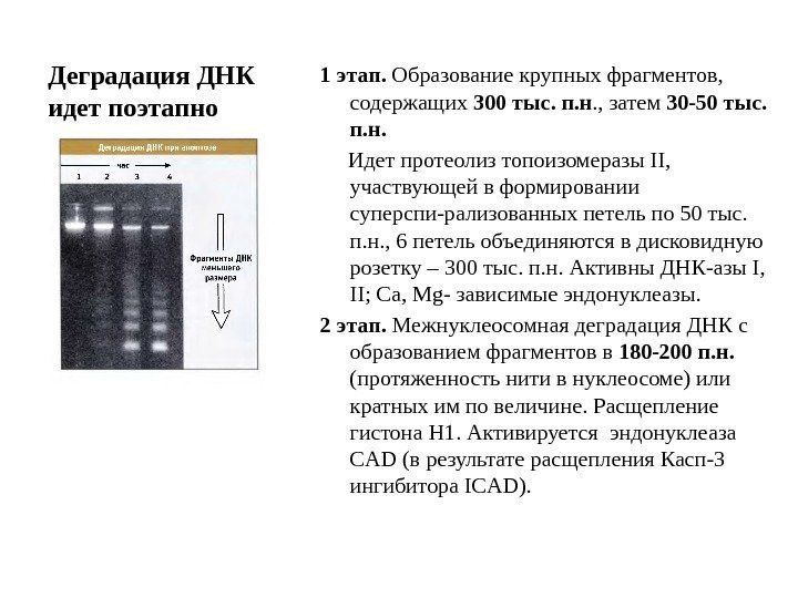 Деградация ДНК идет поэтапно 1 этап.  Образование крупных фрагментов,  содержащих 300 тыс.