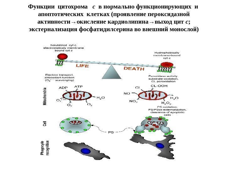Функции цитохрома  с  в нормально функционирующих и  апоптотических клетках (проявление пероксидазной