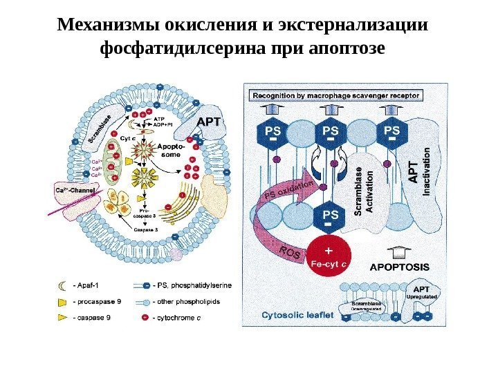 Механизмы окисления и экстернализации фосфатидилсерина при апоптозе 