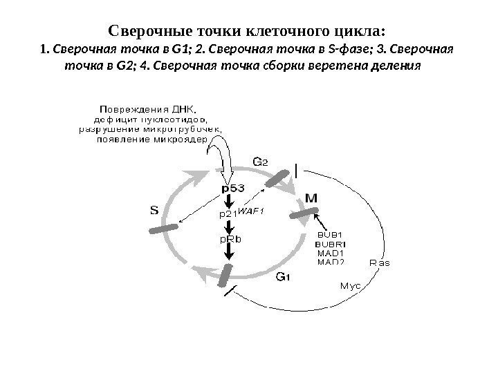 Сверочные точки клеточного цикла: 1.  Сверочная точка в G 1; 2. Сверочная точка