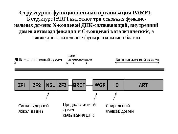 Структурно-функциональная организация PARP 1.  В структуре PARP 1 выделяют три основных функцио- нальных