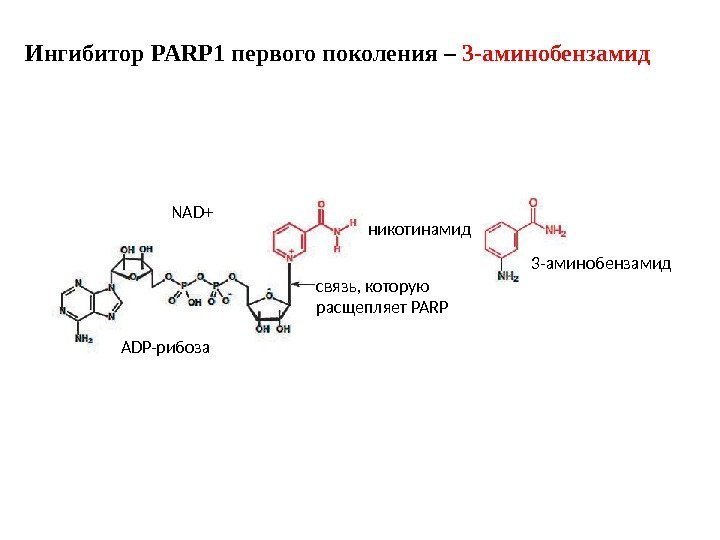 NAD+ ADP-рибоза никотинамид связь, которую расщепляет PARP 3 -аминобензамид. Ингибитор PARP 1 первого поколения