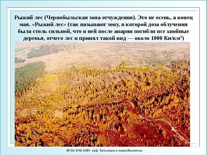 Рыжий лес (Чернобыльская зона отчуждения). Это не осень, а конец мая.  «Рыжий лес»