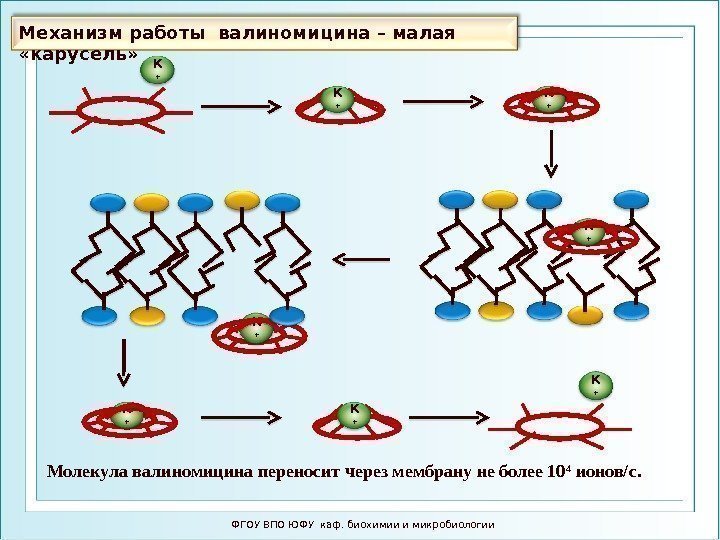 Механизм работы валиномицина – малая  «карусель»  ФГОУ ВПО ЮФУ каф. биохимии и
