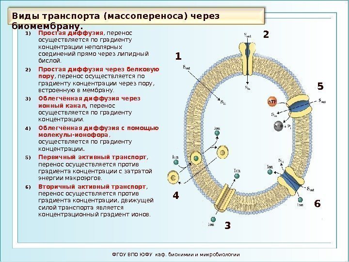 Виды транспорта (массопереноса) через  биомембрану. ФГОУ ВПО ЮФУ каф. биохимии и микробиологии 1)