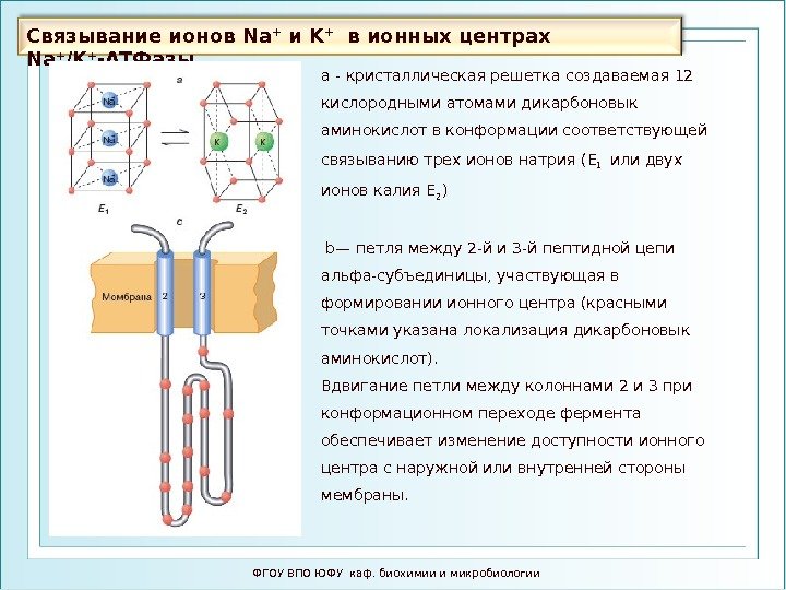 Связывание ионов Na + и K +  в ионных центрах Na + /K