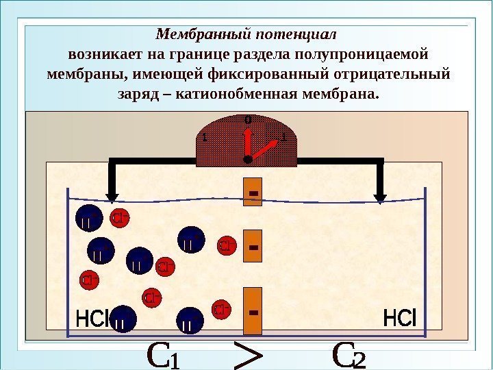Мембранный потенциал возникает на границе раздела полупроницаемой мембраны, имеющей фиксированный отрицательный заряд – катионобменная
