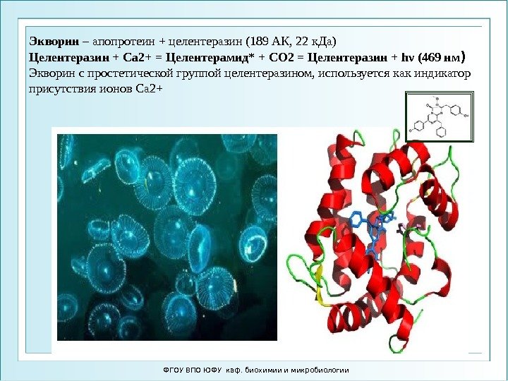 Экворин – апопротеин + целентеразин (189 АК, 22 к. Да) Целентеразин + Ca 2+