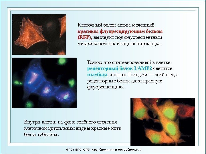 ФГОУ ВПО ЮФУ каф. биохимии и микробиологии Клеточный белок актин, меченный красным флуоресцирующим белком