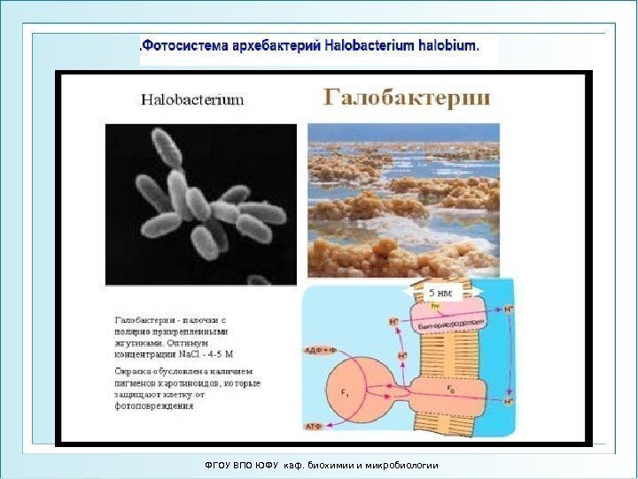 ФГОУ ВПО ЮФУ каф. биохимии и микробиологии 