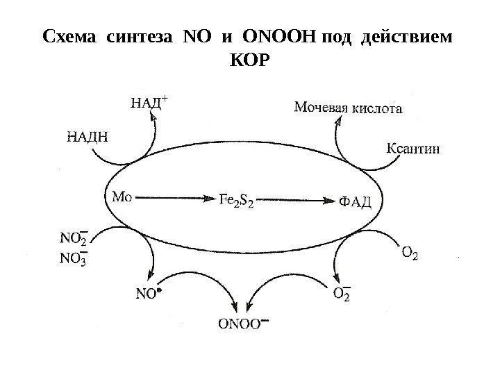 Схема синтеза NO и ONOOH под действием  КОР 