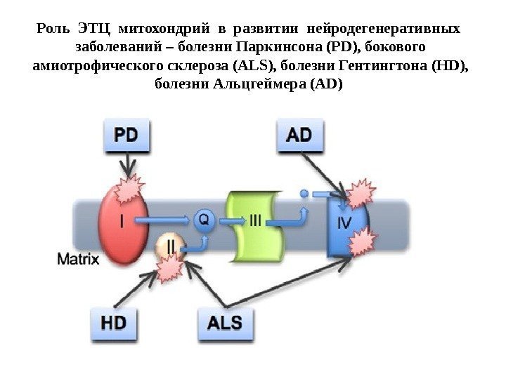 Роль ЭТЦ митохондрий в развитии нейродегенеративных  заболеваний – болезни Паркинсона (PD), бокового амиотрофического