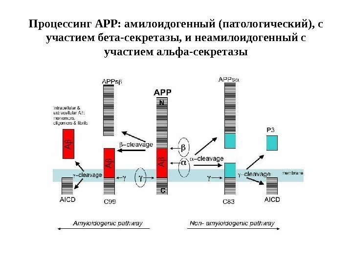 Процессинг APP: амилоидогенный (патологический), с участием бета-секретазы, и неамилоидогенный с участием альфа-секретазы 