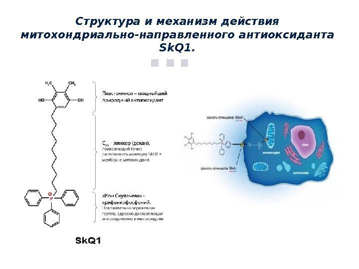 Структура и механизм действия митохондриально-направленного антиоксиданта Sk. Q 1. 