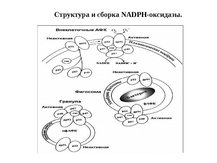 Структура и сборка NADPH-оксидазы. 
