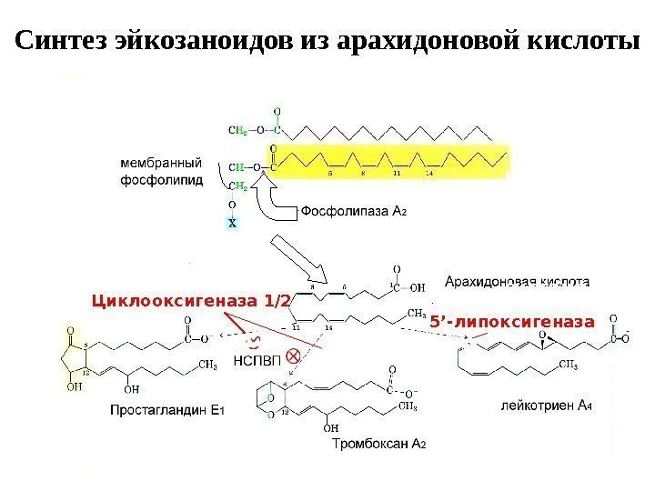 Синтез эйкозаноидов из арахидоновой кислоты Катехоламин ы,  брадикинин, ангиотензин II, гистамин,  цитокины.
