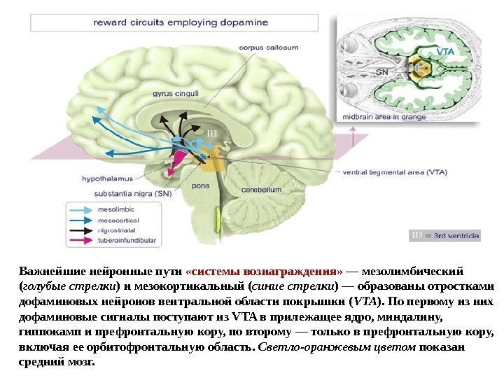 Важнейшие нейронные пути  «системы вознаграждения»  — мезолимбический ( голубые стрелки ) и