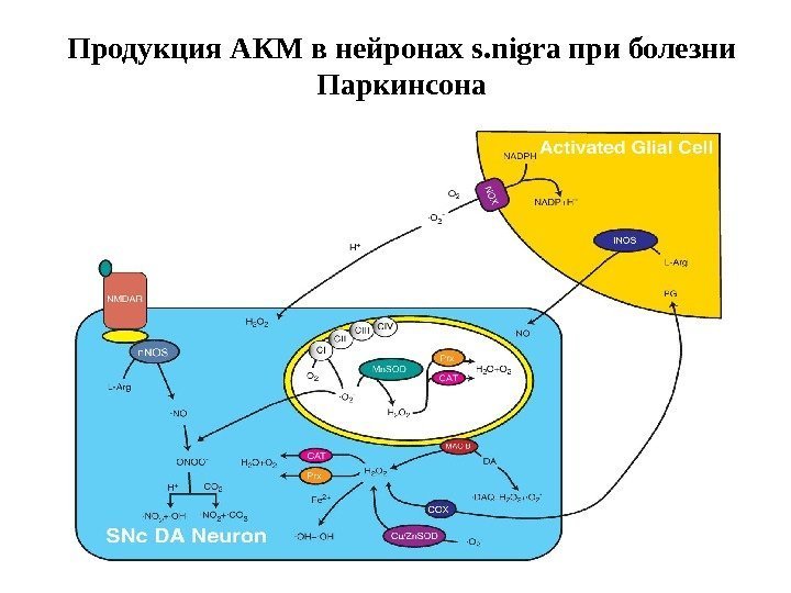 Продукция АКМ в нейронах s. nigra при болезни Паркинсона 