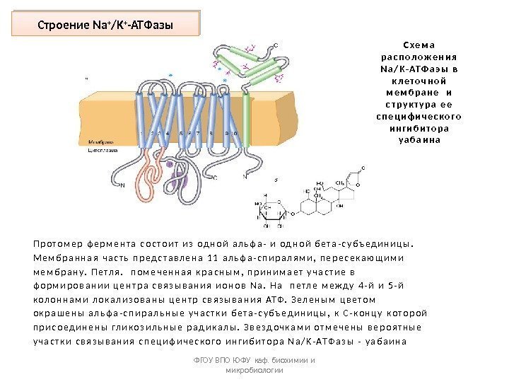 Строение Na + /K + -ATФазы ФГОУ ВПО ЮФУ каф. биохимии и микробиологии. П