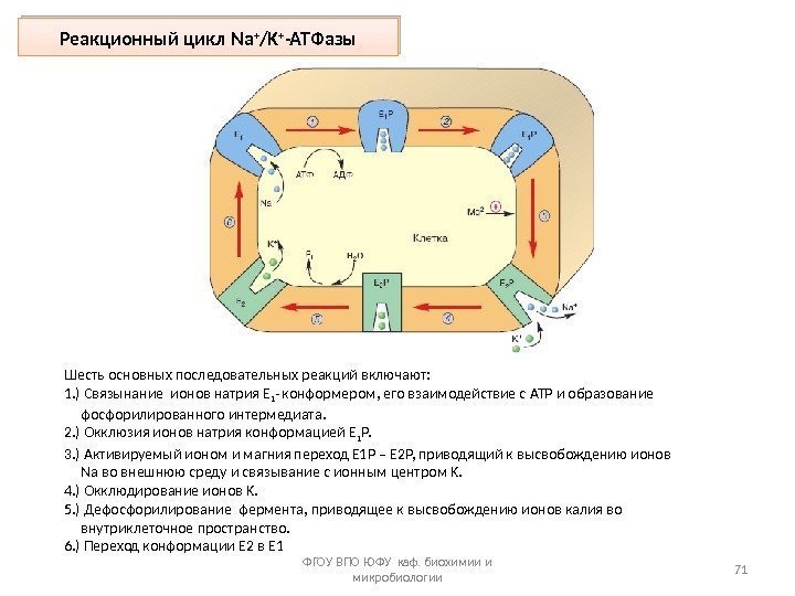 Реакционный цикл Na + /K + -ATФазы ФГОУ ВПО ЮФУ каф. биохимии и микробиологии