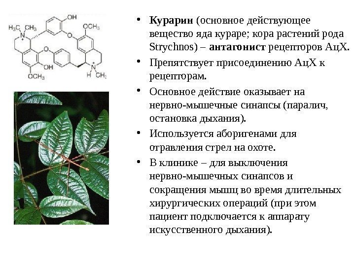  • Курарин (основное действующее вещество яда кураре; кора растений рода Strychnos) – антагонист