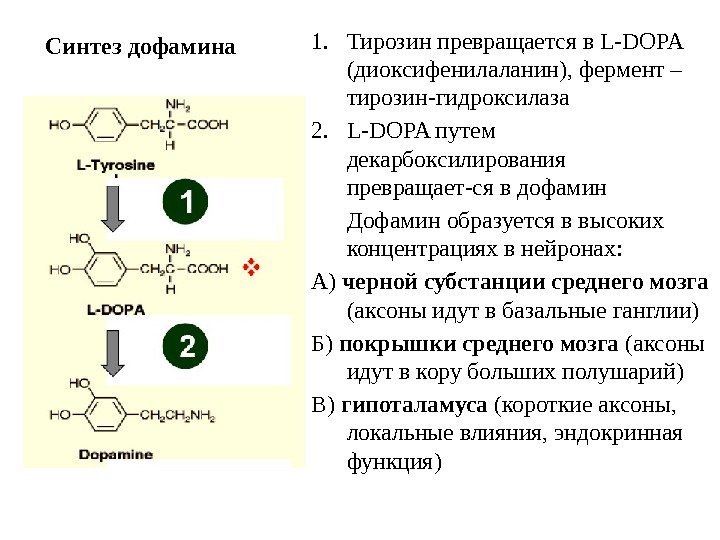 Синтез дофамина 1. Тирозин превращается в L-DOPA (диоксифенилаланин), фермент – тирозин-гидроксилаза 2. L-DOPA путем