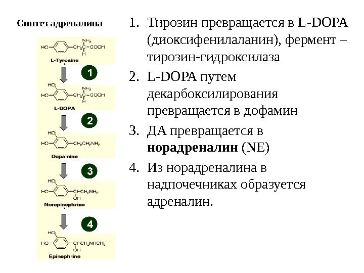 Синтез адреналина 1. Тирозин превращается в L-DOPA (диоксифенилаланин), фермент – тирозин-гидроксилаза 2. L-DOPA путем