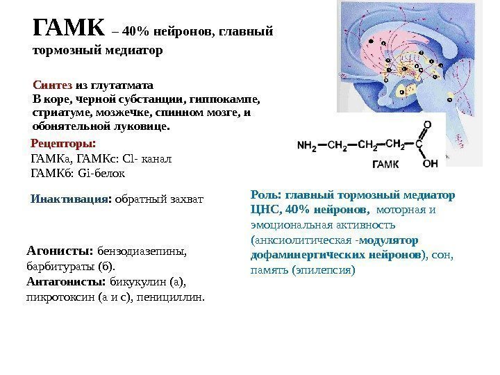 ГАМК – 40 нейронов, главный тормозный медиатор Синтез из глутатмата В коpе, черной субстанции,