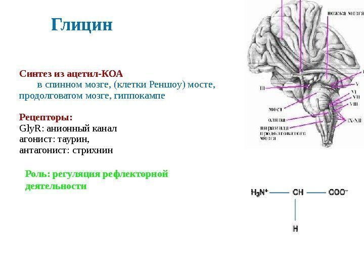 Глицин Синтез из ацетил-КОА в спинном мозге, (клетки Реншоу) мосте,  продолговатом мозге, гиппокампе