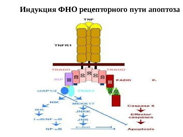 Индукция ФНО рецепторного пути апоптоза 