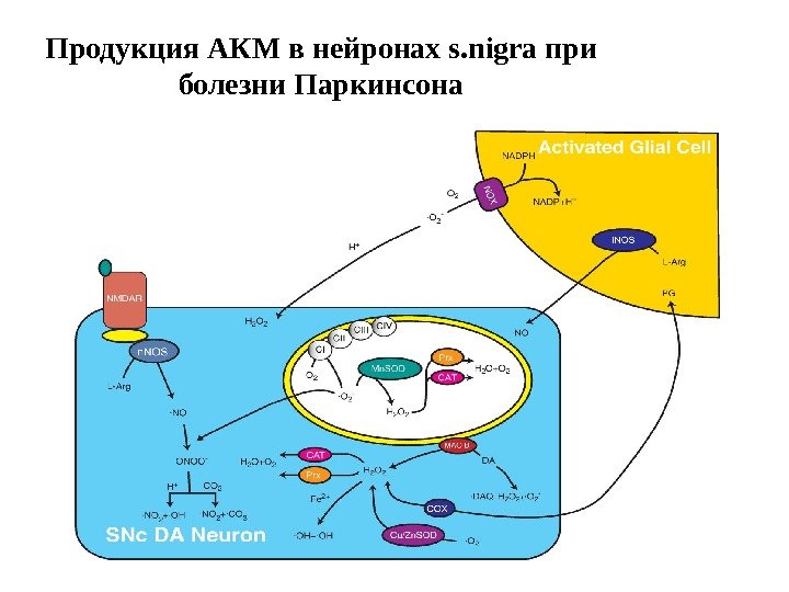 Продукция АКМ в нейронах s. nigra при болезни Паркинсона 