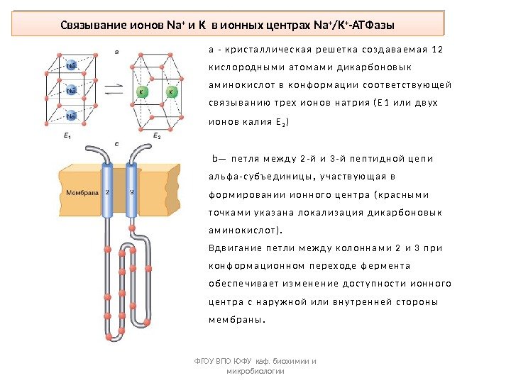 Связывание ионов Na + и K в ионных центрах Na + /K + -ATФазы