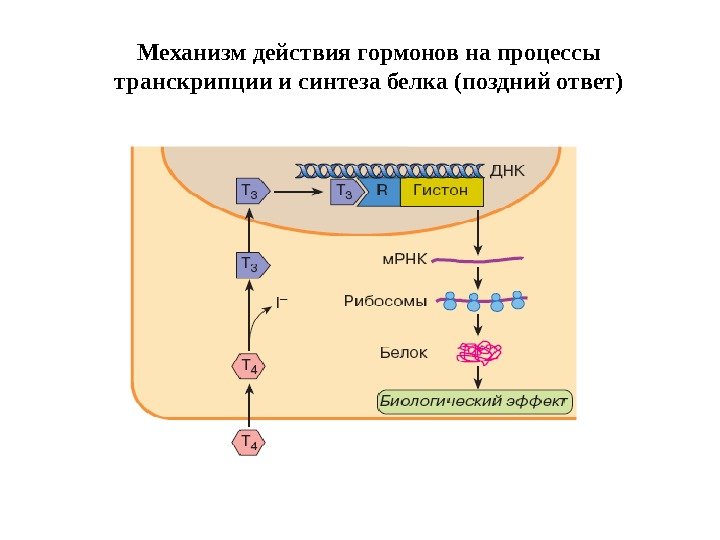 Механизм действия гормонов на процессы транскрипции и синтеза белка (поздний ответ) 