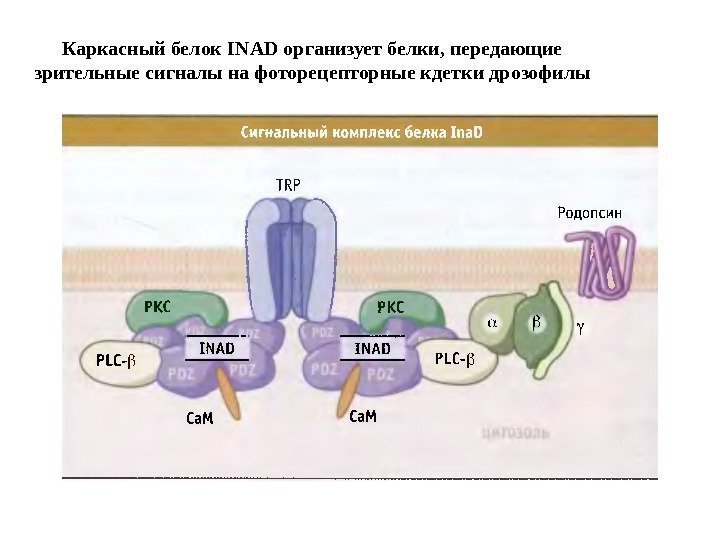Каркасный белок INAD организует белки, передающие зрительные сигналы на фоторецепторные кдетки дрозофилы 