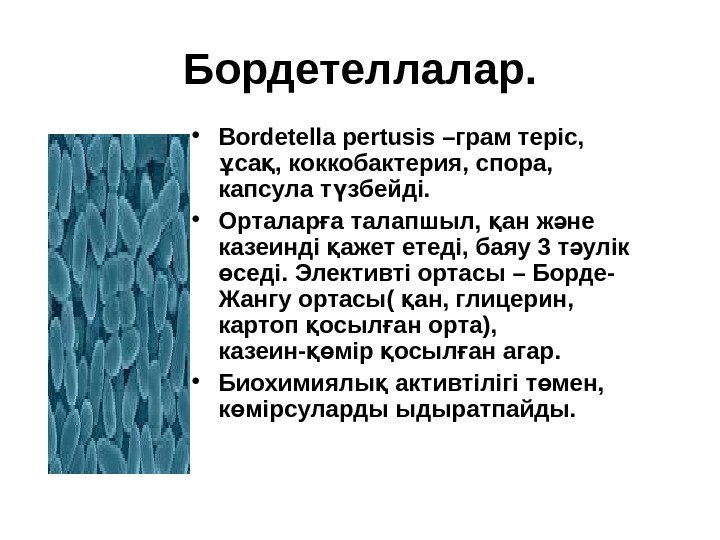 Бордетеллалар.  • Bordetella pertusis –грам теріс,  са , коккобактерия, спора, ұ қ