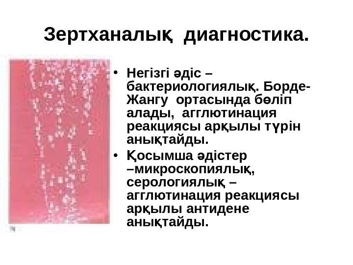 Зертханалы  диагностика. қ • Негізгі діс – ә бактериологиялы. Борде- қ Жангу ортасында