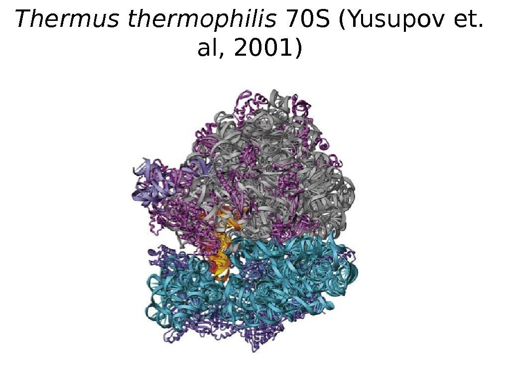Thermus thermophilis 70 S (Yusupov et.  al, 2001) 