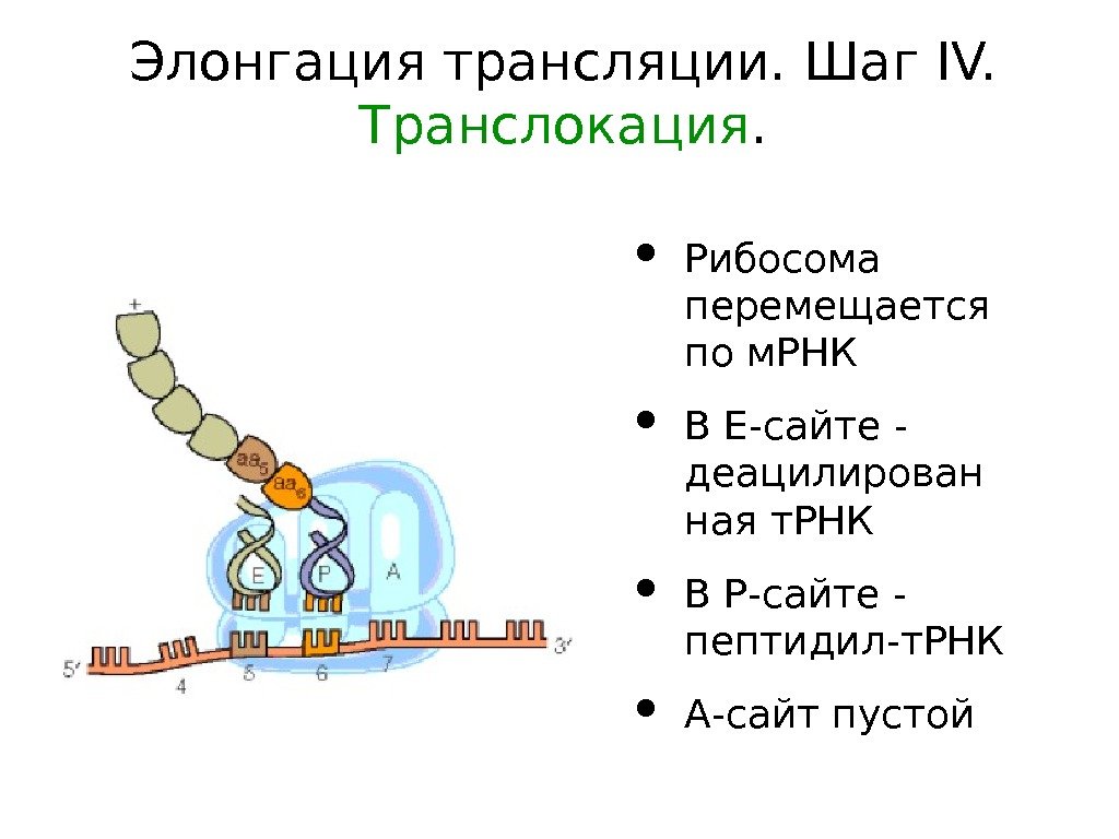 Элонгация трансляции. Шаг IV. Транслокация.  • Рибосома перемещается по м. РНК • В