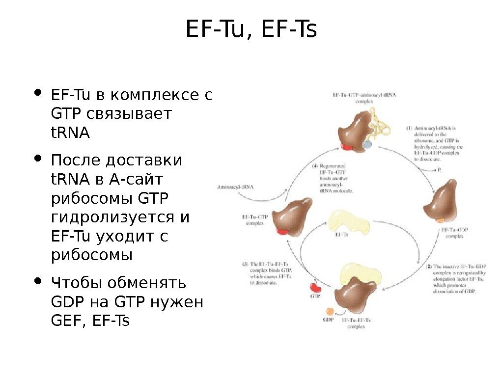 EF-Tu, EF-Ts • EF-Tu в комплексе с GTP связывает t. RNA • После доставки
